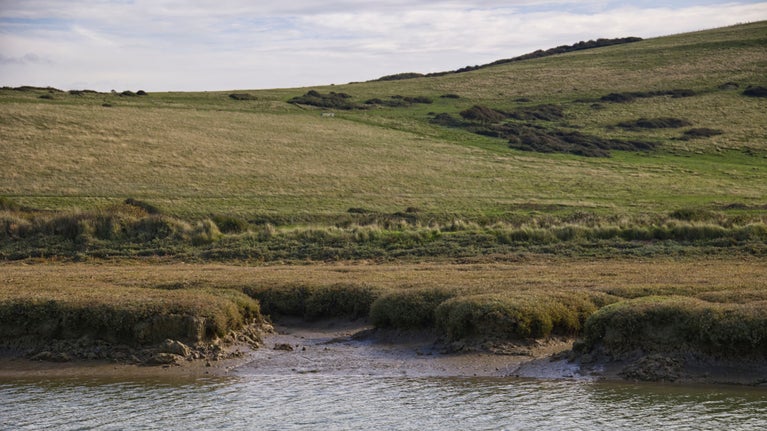 Salt marsh is already starting to form along the banks of the river Cuckmere